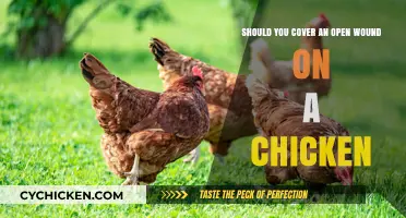 Covering Chicken Wounds: When and Why