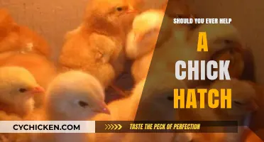 Helping Chicks Hatch: Ethical Considerations and Practical Advice for Bird Enthusiasts
