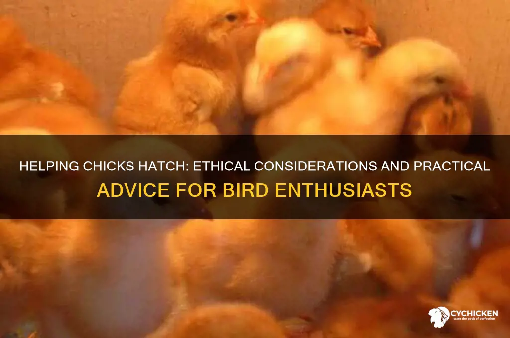 should you ever help a chick hatch