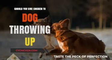 Can Dogs Eat Chicken When Vomiting? Safe Feeding Tips Revealed
