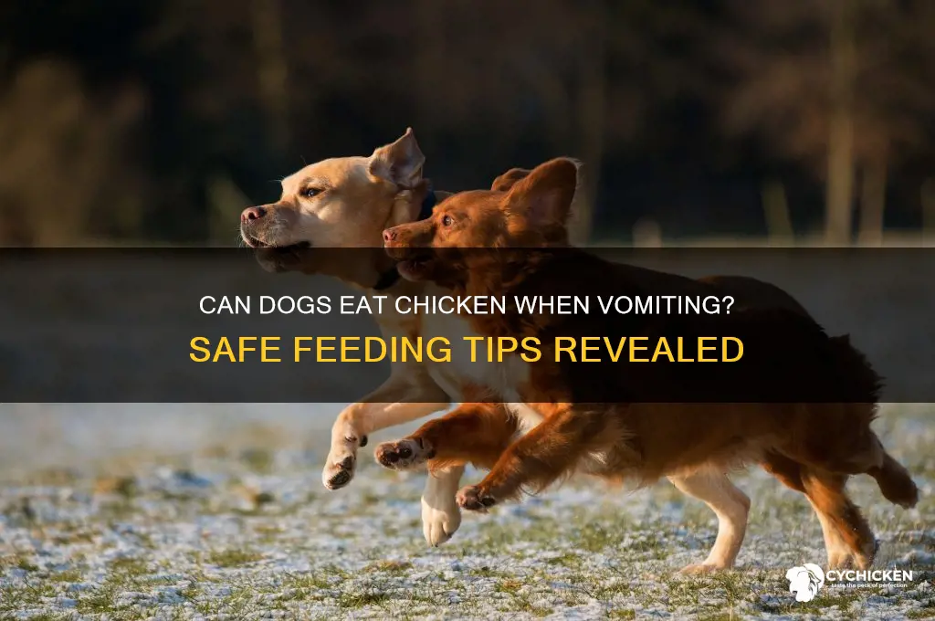 should you give chicken to dog throwing up