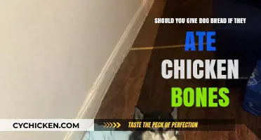 What to Do if Your Dog Ate Chicken Bones?