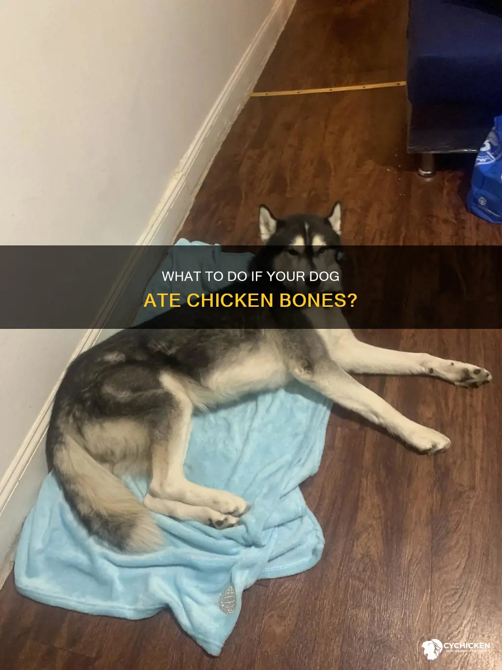 should you give dog bread if they ate chicken bones