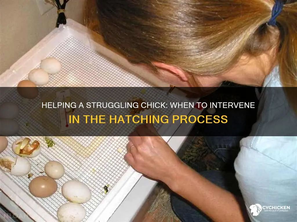 should you help a chick hatch after 24 hours