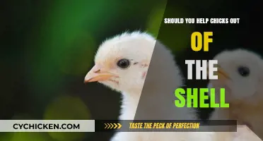 Should You Help Chicks Hatch? Understanding the Risks and Benefits