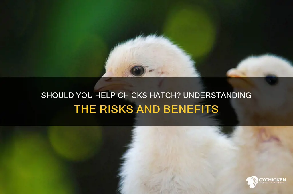 should you help chicks out of the shell