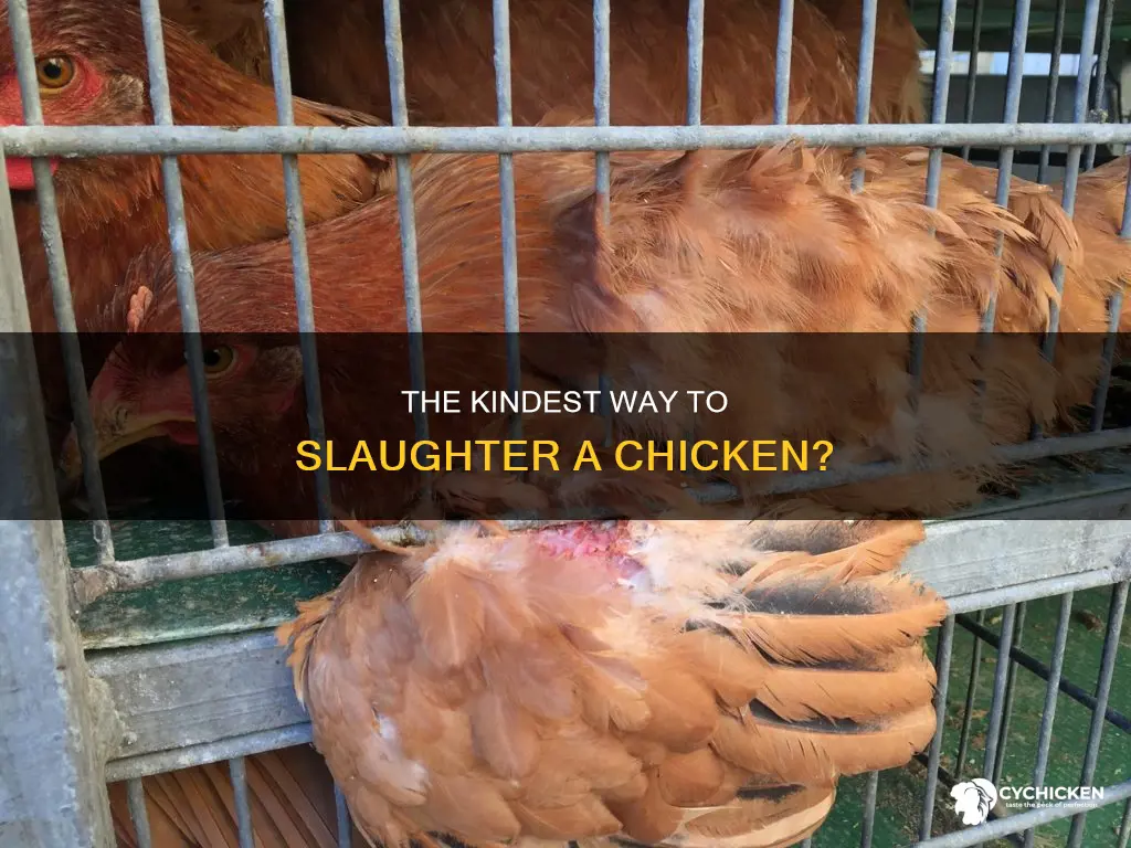 should you knock s chicken out before cutting throat
