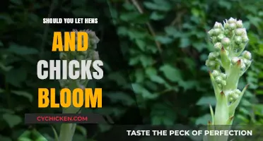 To Bloom or Not: Hens and Chicks Flowering Guide