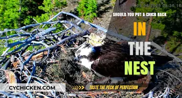 How to Help Chicks: To Nest or Not to Nest?