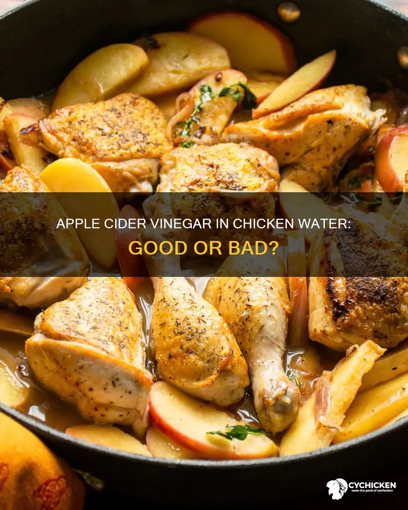 should you put apple cider vinegar in chicken water