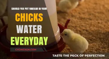 The Benefits of Vinegar in Chick Water