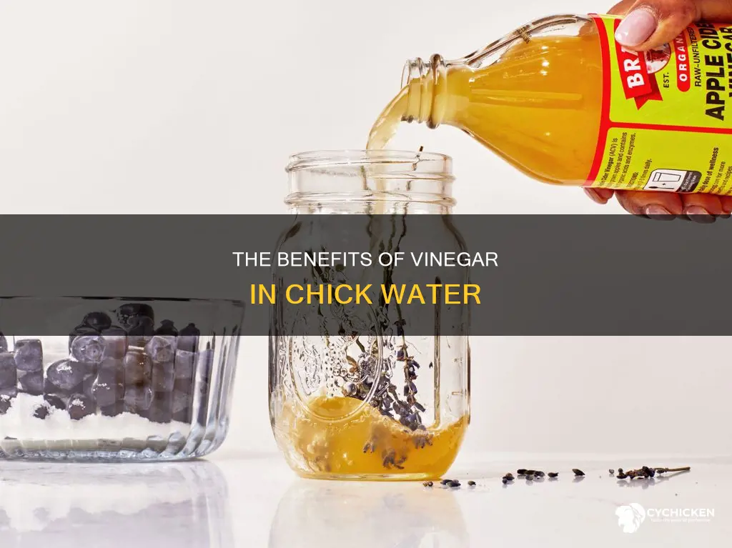 should you put vinegar in your chicks water everyday