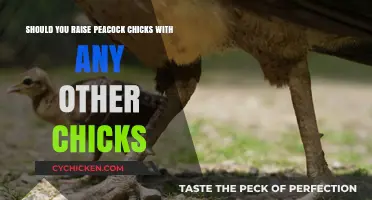 Peacock Chicks: Friends or Foes?