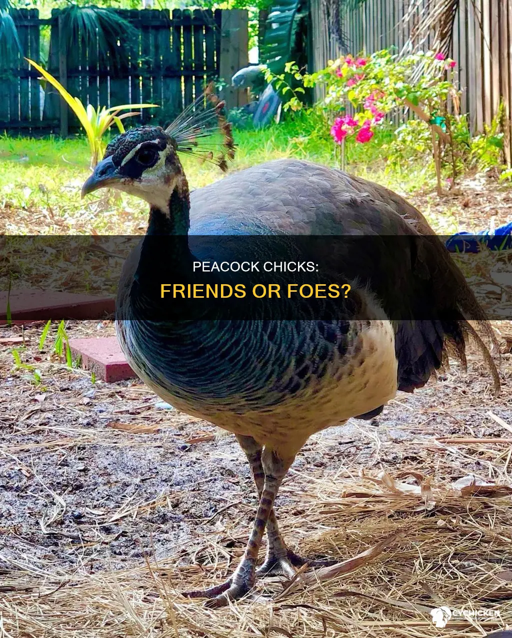 should you raise peacock chicks with any other chicks