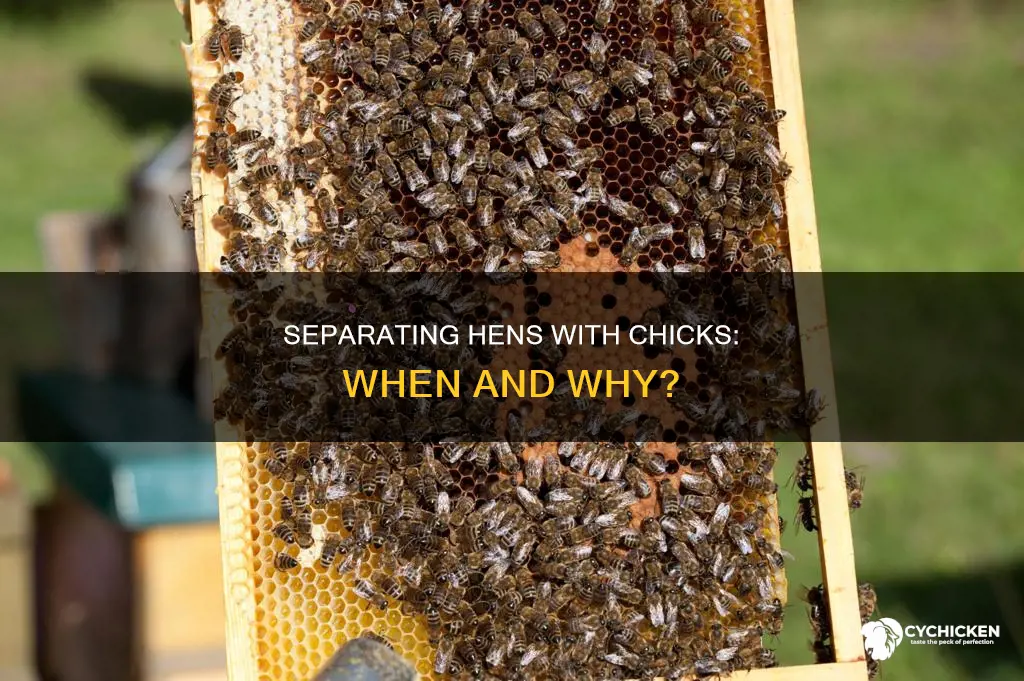 should you seperate hen with chicks from rest of flock