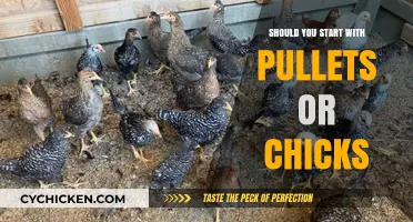 Pullets vs. Chicks: Which Should You Choose to Start Your Flock?