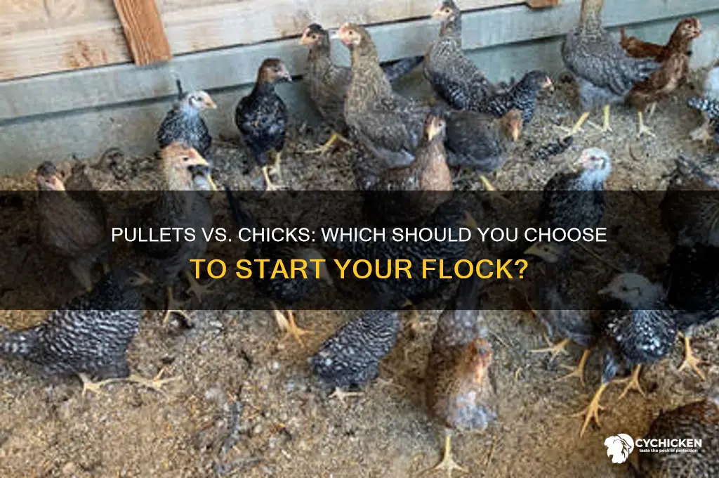 should you start with pullets or chicks