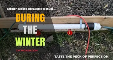 Winter Chicken Care: Waterers Inside or Out?