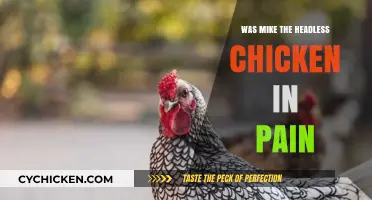 Mike the Headless Chicken: Painful Survival or Miraculous Resilience?