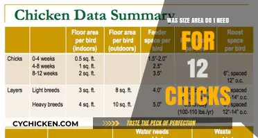 Space Requirements for Raising a Dozen Chicks