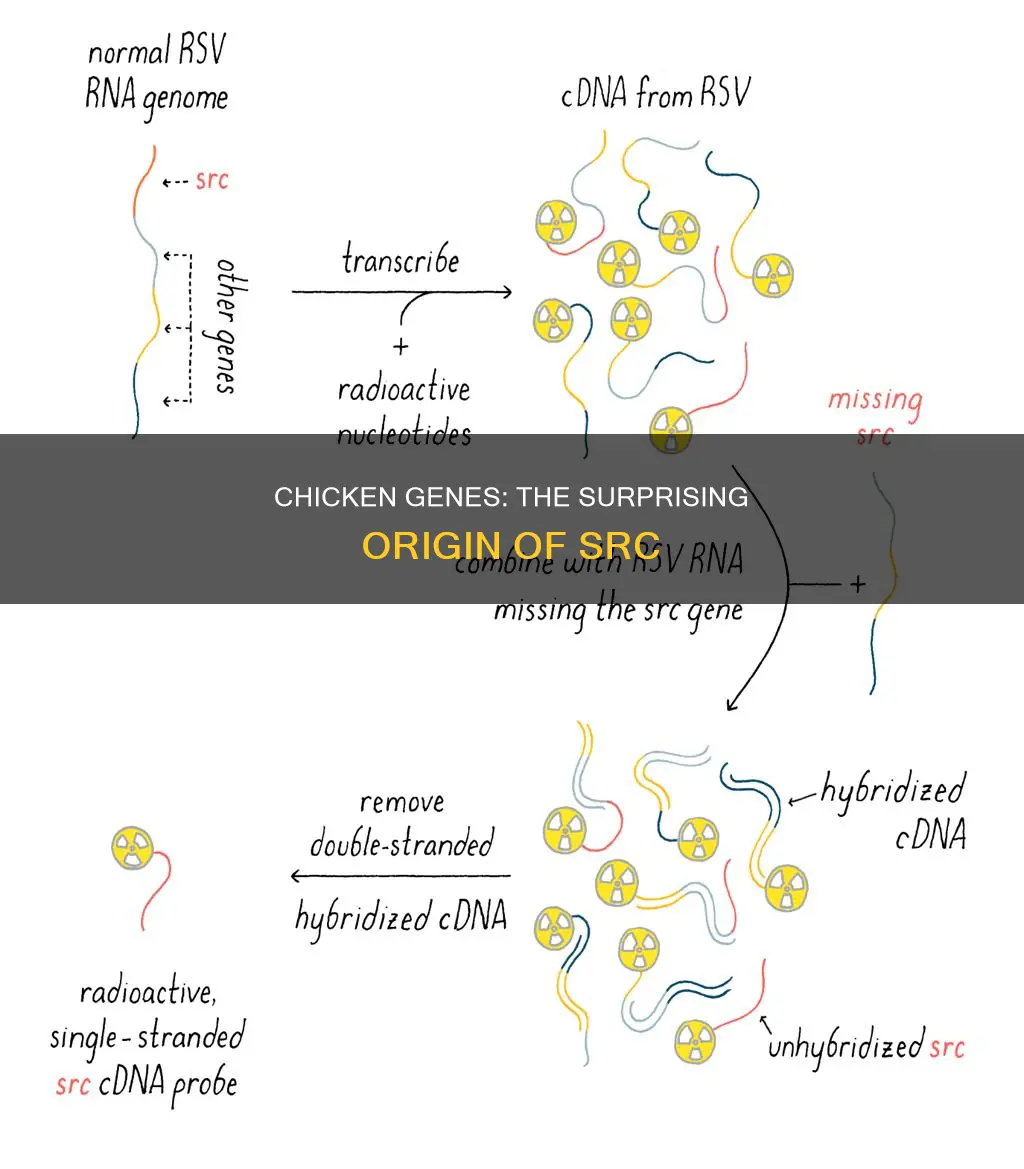 was src originally a chicken gene or a viral gene