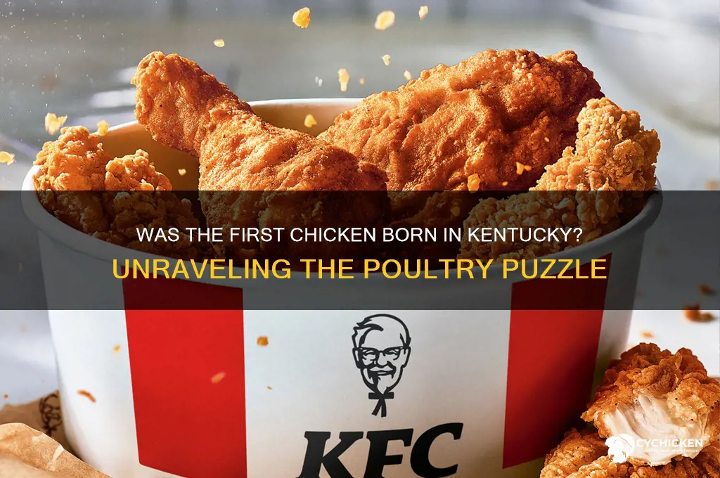 was the first chicken born in kentucky