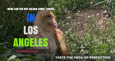 Where to Buy Golden Comet Chicks in Los Angeles: Top Sources