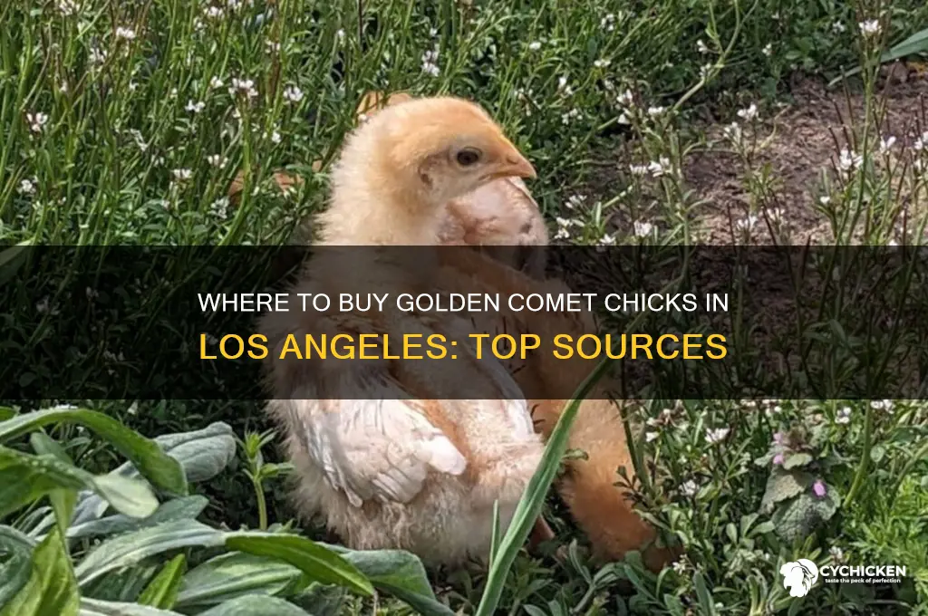 were can you buy golden comet chicks in los angeles