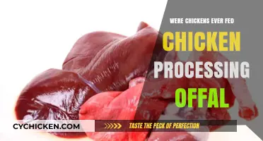 Uncovering the Truth: Chicken Feed and Processing Offal Practices