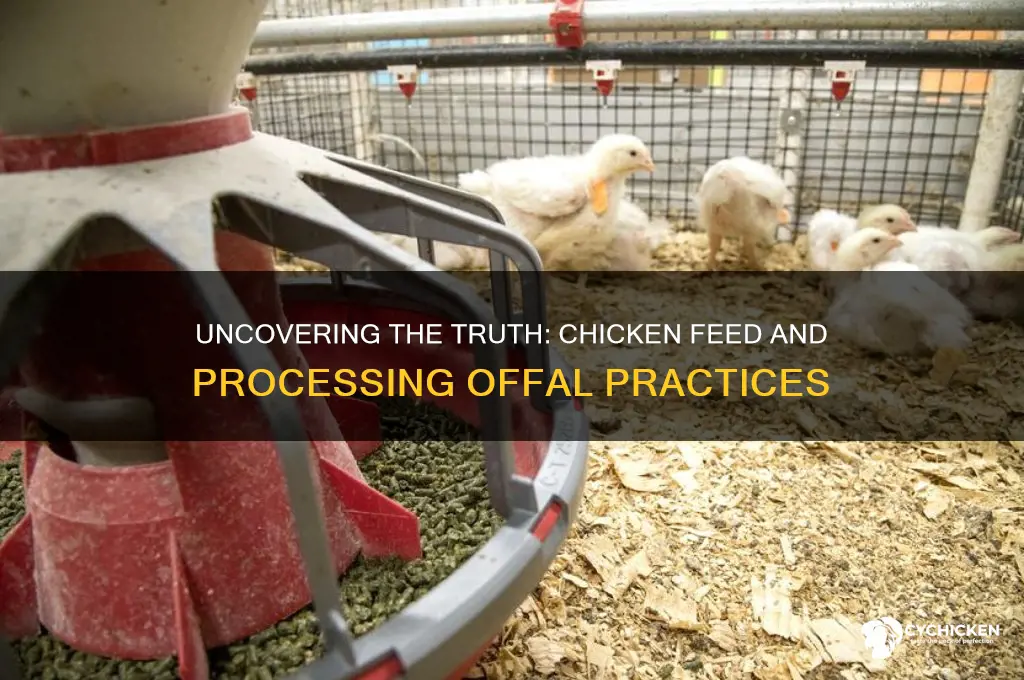 were chickens ever fed chicken processing offal