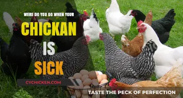 Caring for Your Sick Chicken: A Quick Guide