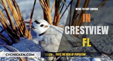 Where to Buy Chicks in Crestview, FL: Top Local Sources