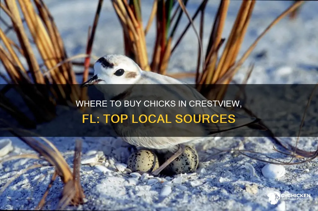 were to buy chicks in crestview fl