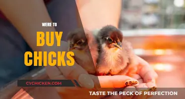 Where to Buy Healthy Chicks: A Beginner's Guide to Hatchlings