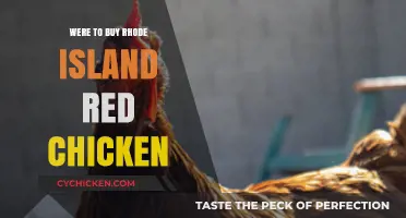 Where to Buy Rhode Island Red Chickens: Top Sources and Tips