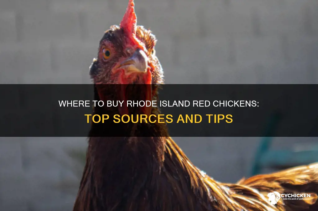 were to buy rhode island red chicken