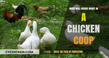 Will Ducks Roost in a Chicken Coop: A Comparative Guide
