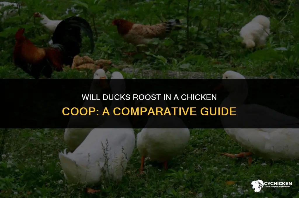 were will ducks roost in a chicken coop