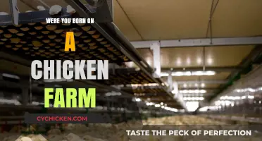 Born on a Chicken Farm? Uncovering Your Rural Roots and Identity