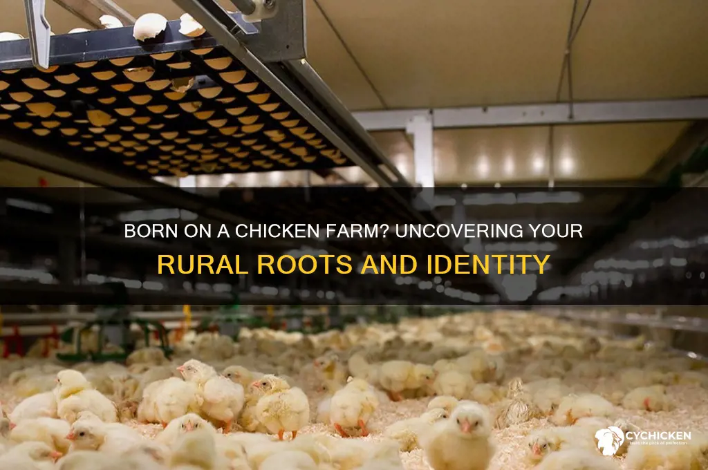 were you born on a chicken farm
