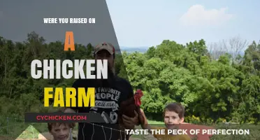 Raised on a Chicken Farm: Reflections on Rural Upbringing and Life Lessons