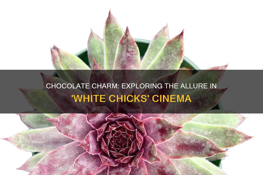 what a beautiful chocolate man white chicks