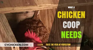 Essential Elements Every Chicken Coop Needs for Happy Hens