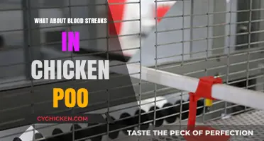 Blood Streaks in Chicken Poop: Causes, Concerns, and Solutions Explained