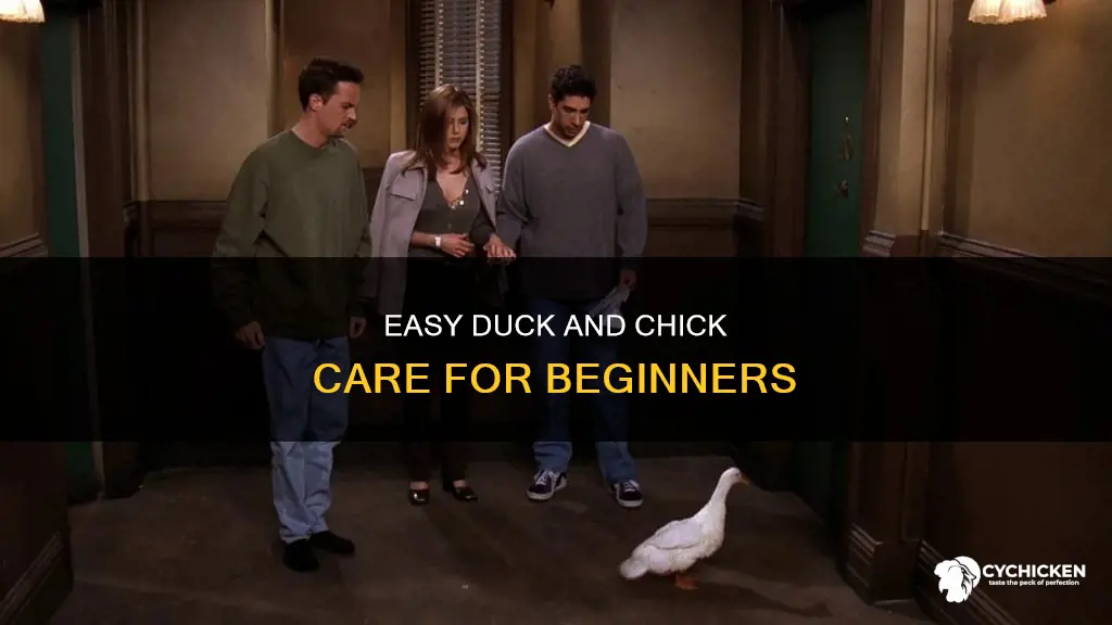 what about the chick and the duck maintenance man