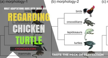 Chicken Turtle: Adapting to Survive and Thrive