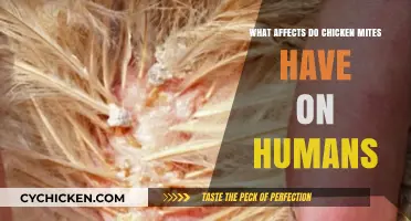 Chicken Mites: Understanding Their Impact on Human Health and Prevention