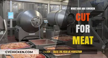 Understanding the Age Chickens Are Processed for Meat Production