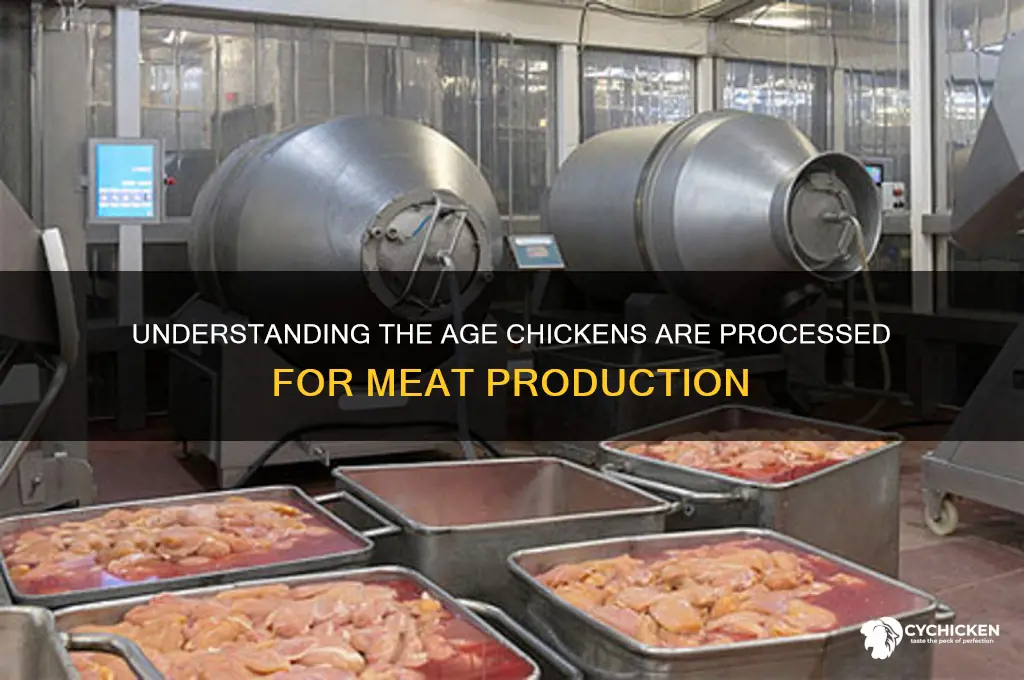 what age are chicken cut for meat