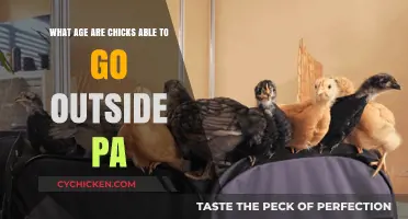When Can Baby Chicks Go Outdoors?